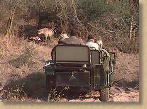 Watching a hyena with its prey